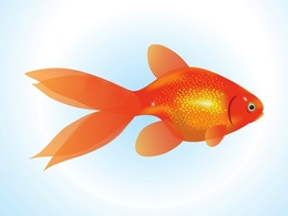 Animals - Goldfish Vector 