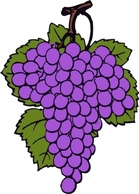 Food - Grape Cluster clip art 