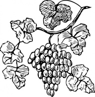 Grapes clip art