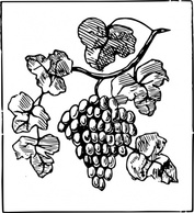 Grapes clip art