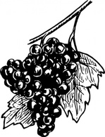 Food - Grapes clip art 