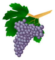 Grapes - Raisin