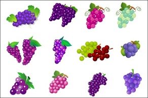 Food - Grapes vector 