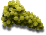 Grapes Vector 