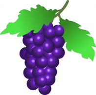 Food - Grapes Vine clip art 