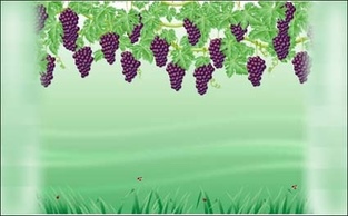 Grapevine Vector Preview