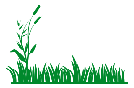 Grass Background