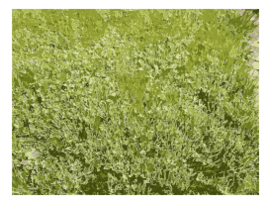 Grass Details in Missouri 