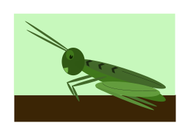 Grasshopper