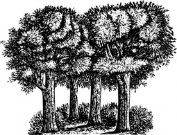 Nature - Group Of Trees clip art 