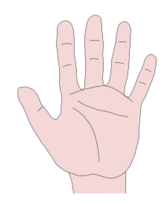 Human - Hand 