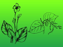 Nature - Hand-Drawn Plants 