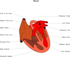 Human - Heart Medical Diagram clip art 