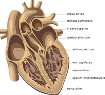 Heart Medical Diagram clip art