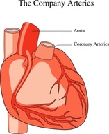 Human - Heart Medical Diagram clip art 