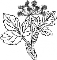 Heraculeum Lanatum clip art Preview