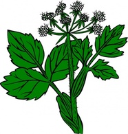 Nature - Heraculeum Lanatum clip art 