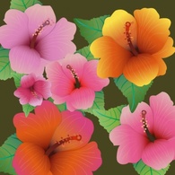 Hibiscus flowers Preview