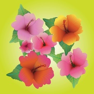 Hibiscus Vectors