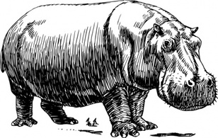 Hippopotamus clip art