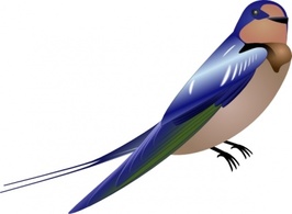 Nature - Hirundo clip art 