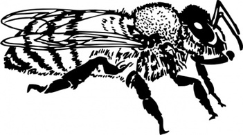 Animals - Honey Bee clip art 