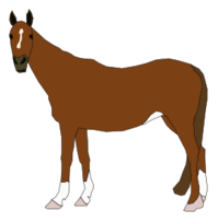 Horse