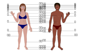Human body both genders with Numbers Preview