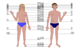 Human body, man and woman, with numbers Preview