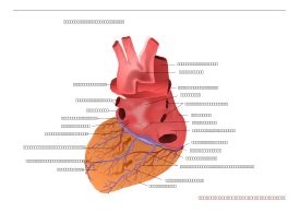 Human Heart Posterior View 