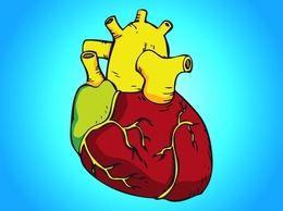 Human Heart Vector 