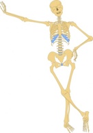 Human - Human Skeleton Outline clip art 