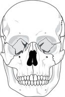 Human Skull clip art