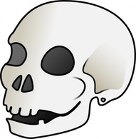 Human - Human Skull clip art 