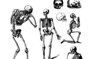 Human Skulls And Skeletons Preview
