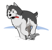 Husky Running In Snow Preview