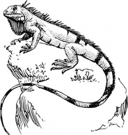 Iguana clip art