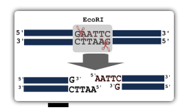 Illustration of restriction digestion 