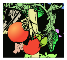 Illustration Tomaten