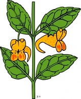 Flowers & Trees - Impatiens Capensis clip art 