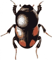 Animals - Insect Beetle clip art 