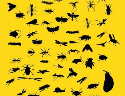 Animals - Insect silhouettes 
