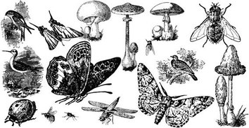 Animals - Insects and mushroom free vectors 