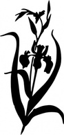 Iris clip art Preview