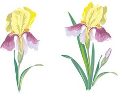 Flowers & Trees - Iris Flower 1 