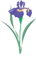 Flowers & Trees - Iris Flower 2 