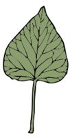 Ivy Leaf 6