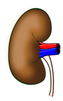 Kidney