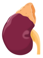 Human - Kidney 