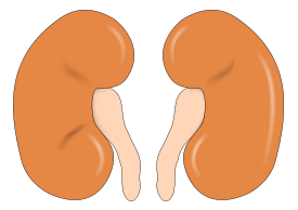 Human - Kidney Reins 